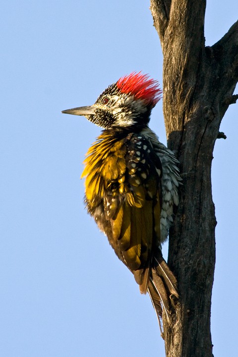 Black-rumped Flameback - ML205795571