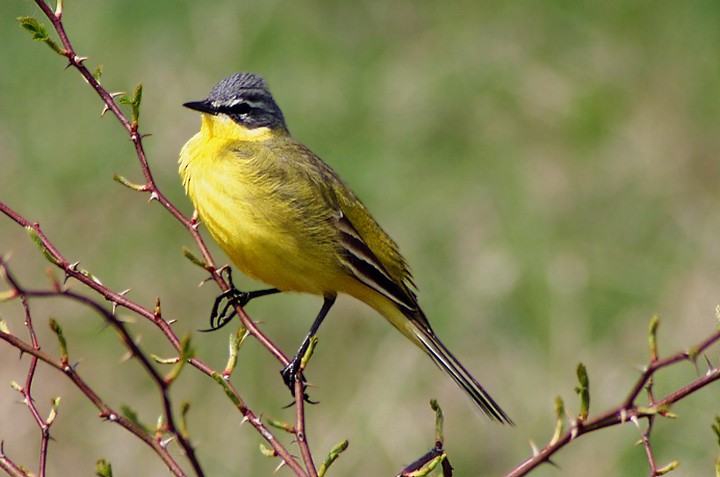 Western Yellow Wagtail - ML205795641