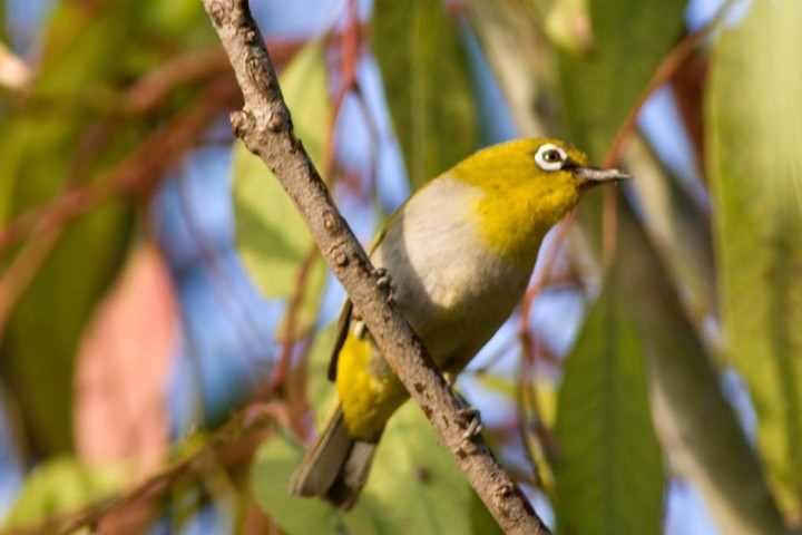 Indian White-eye - Zoltan Kovacs