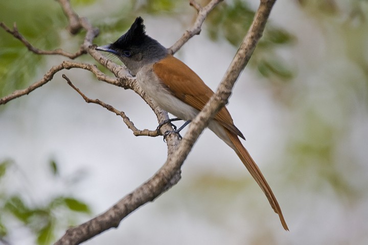 Indian Paradise-Flycatcher - ML205795701