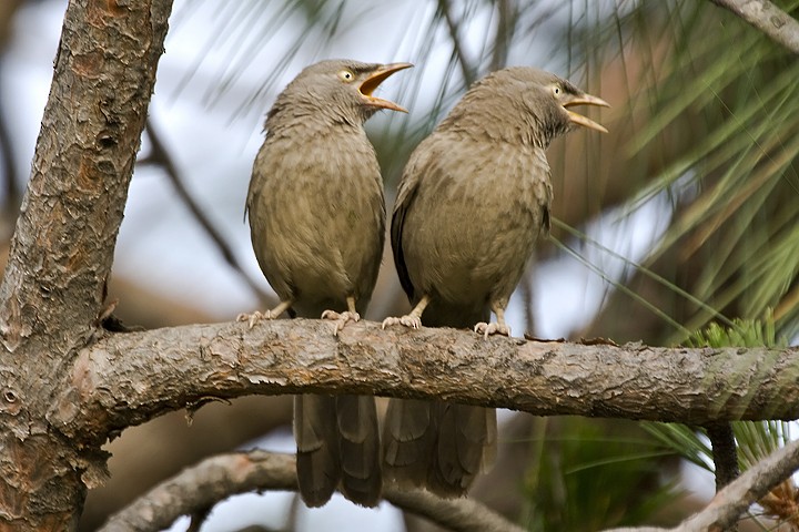 Jungle Babbler - ML205795741