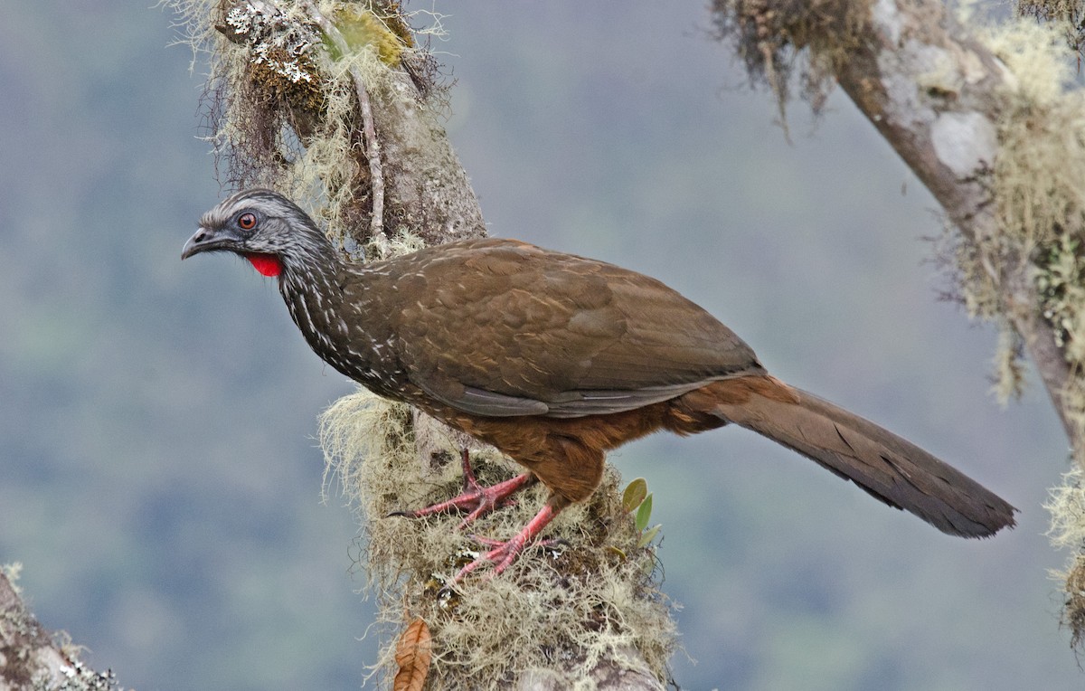 Andean Guan - ML205795871