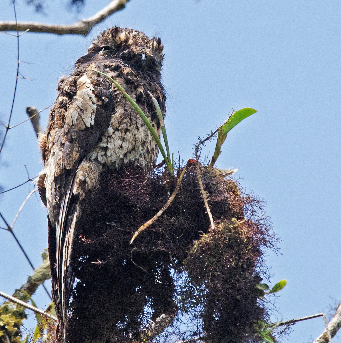 Andean Potoo - Ken Simonite