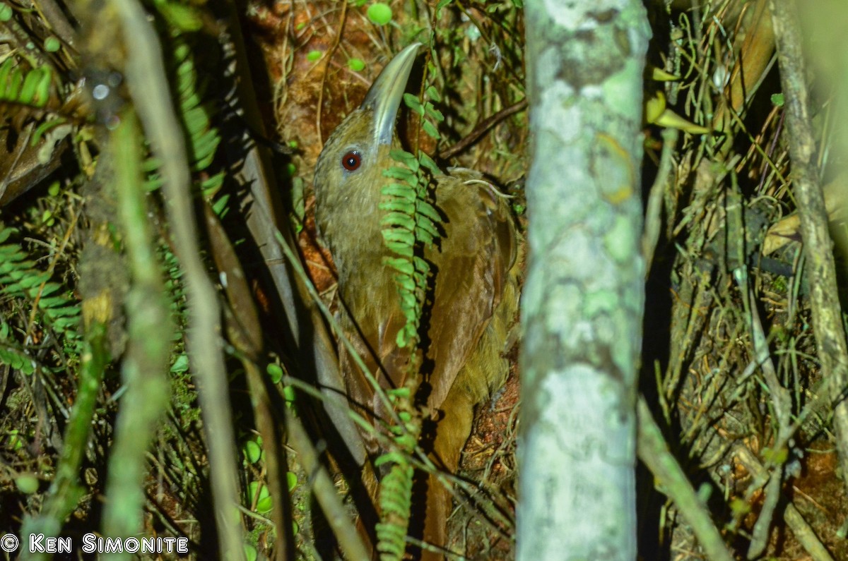 Cinnamon-throated Woodcreeper - Ken Simonite