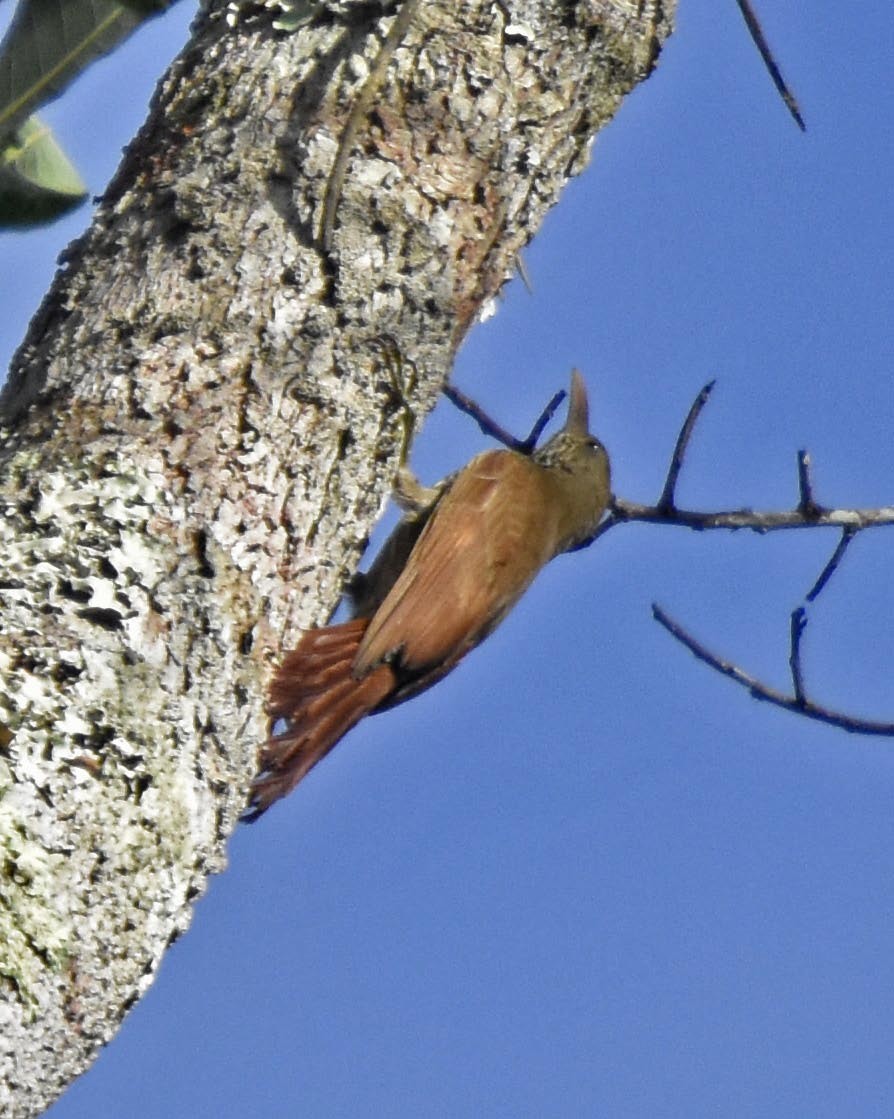 Dusky-capped Woodcreeper (Rondonia) - ML205796481