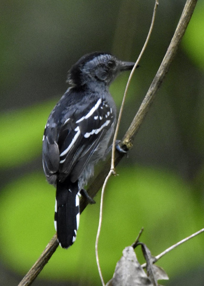 Amazonian Antshrike - ML205796511