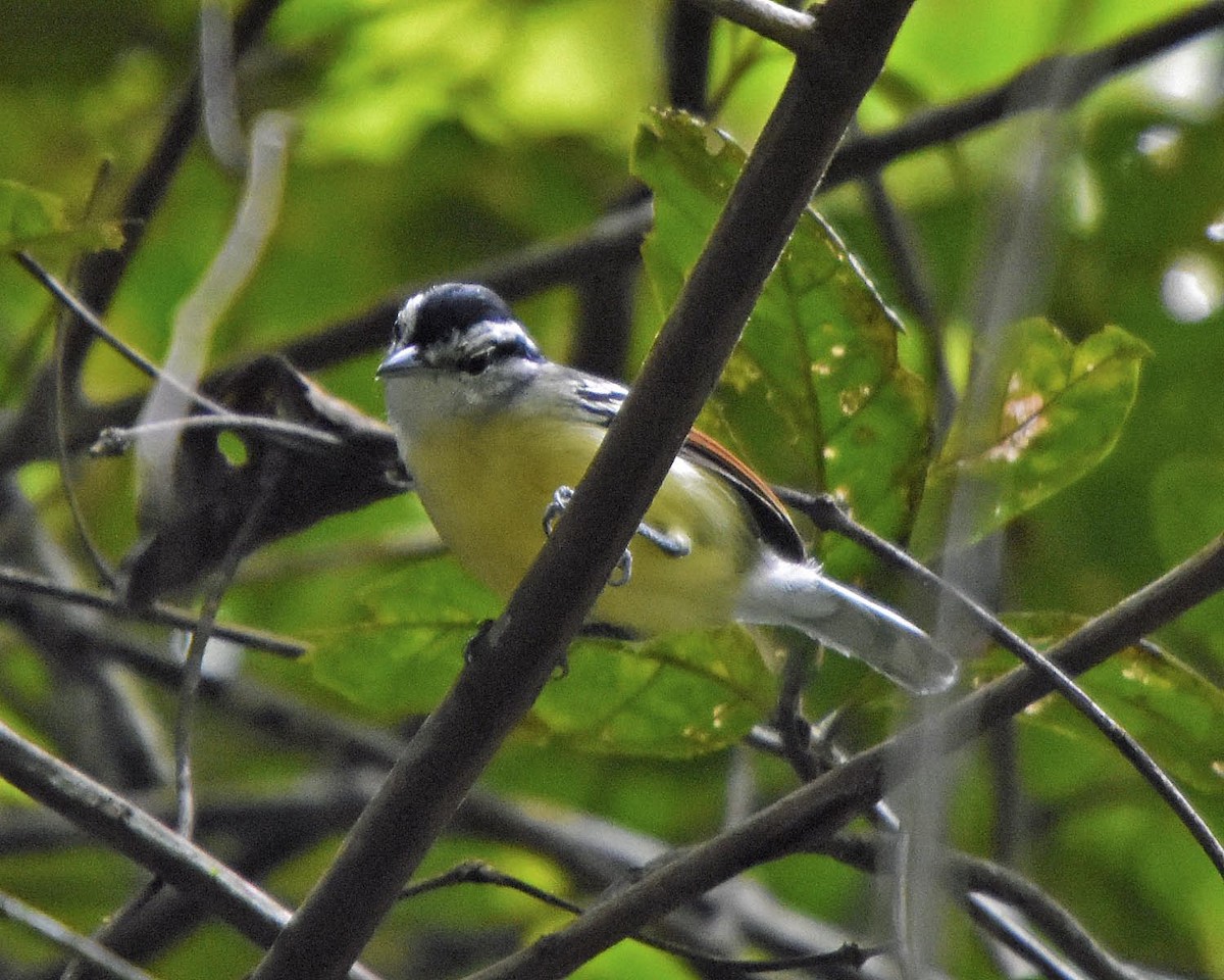 Rusty-winged Antwren - Tini & Jacob Wijpkema