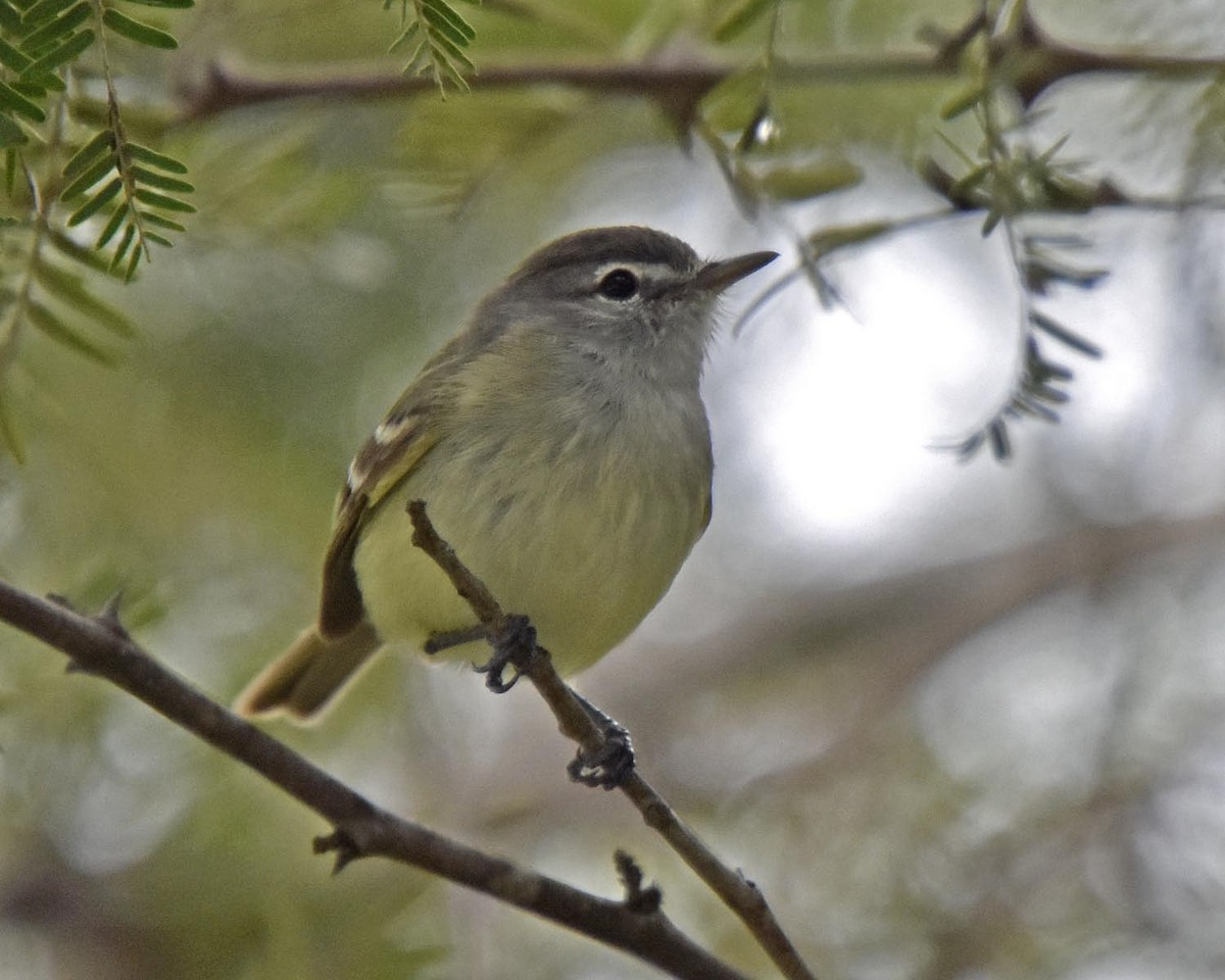 Plain Tyrannulet - ML205796691