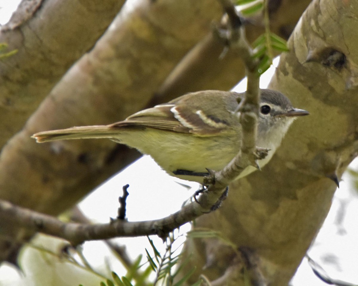 Plain Tyrannulet - ML205796701