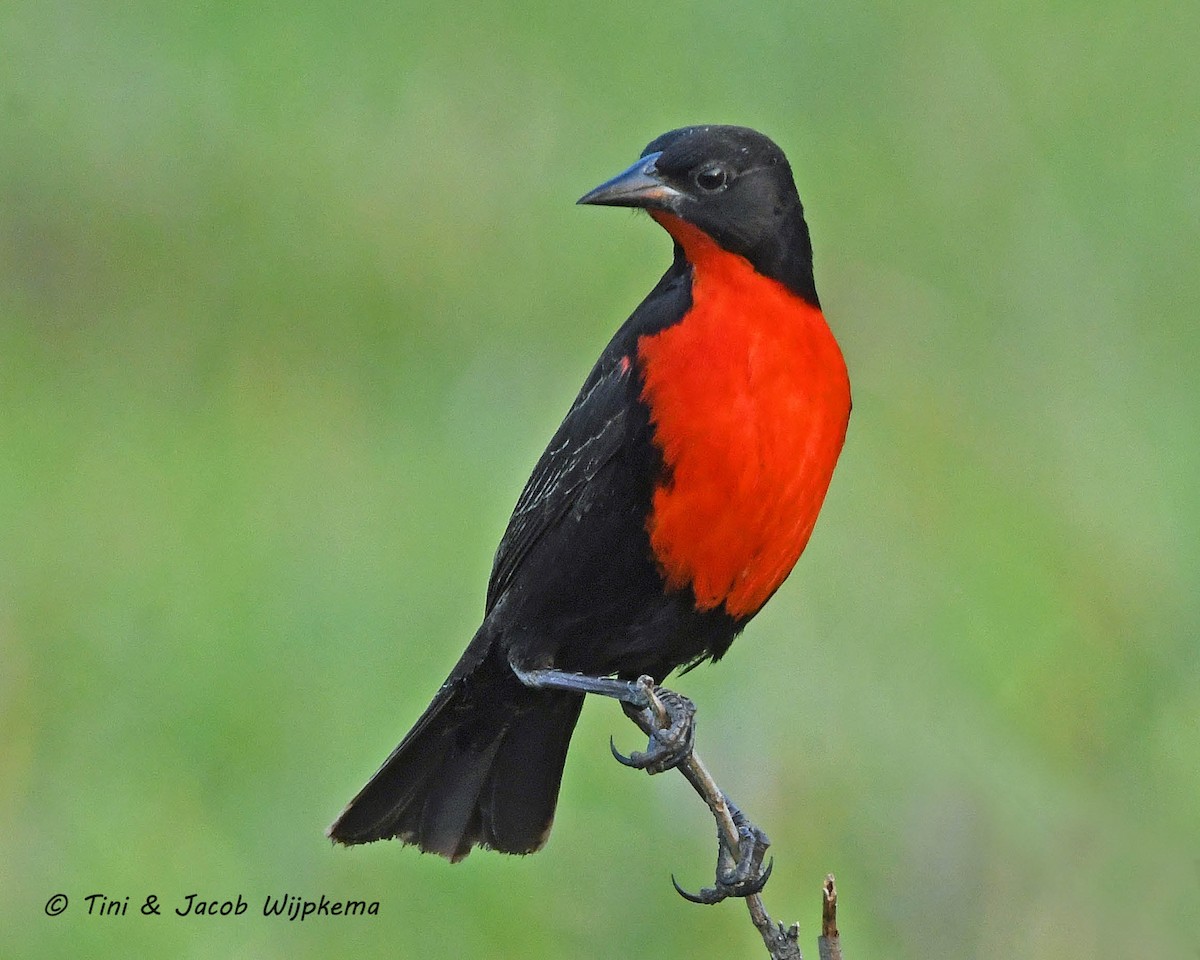 Red-breasted Meadowlark - ML205797111