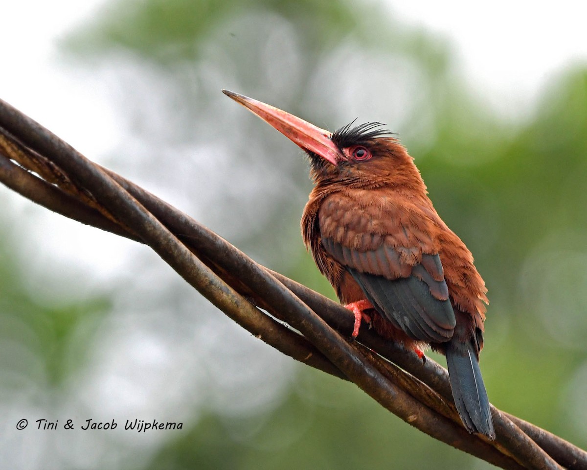 Purus Jacamar - ML205797251