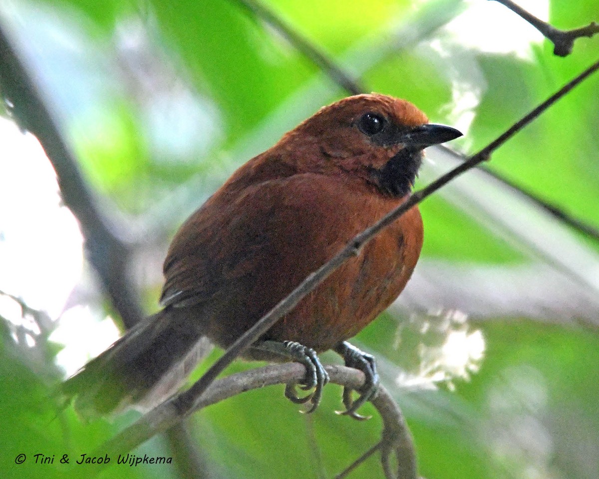 Ruddy Spinetail - Tini & Jacob Wijpkema