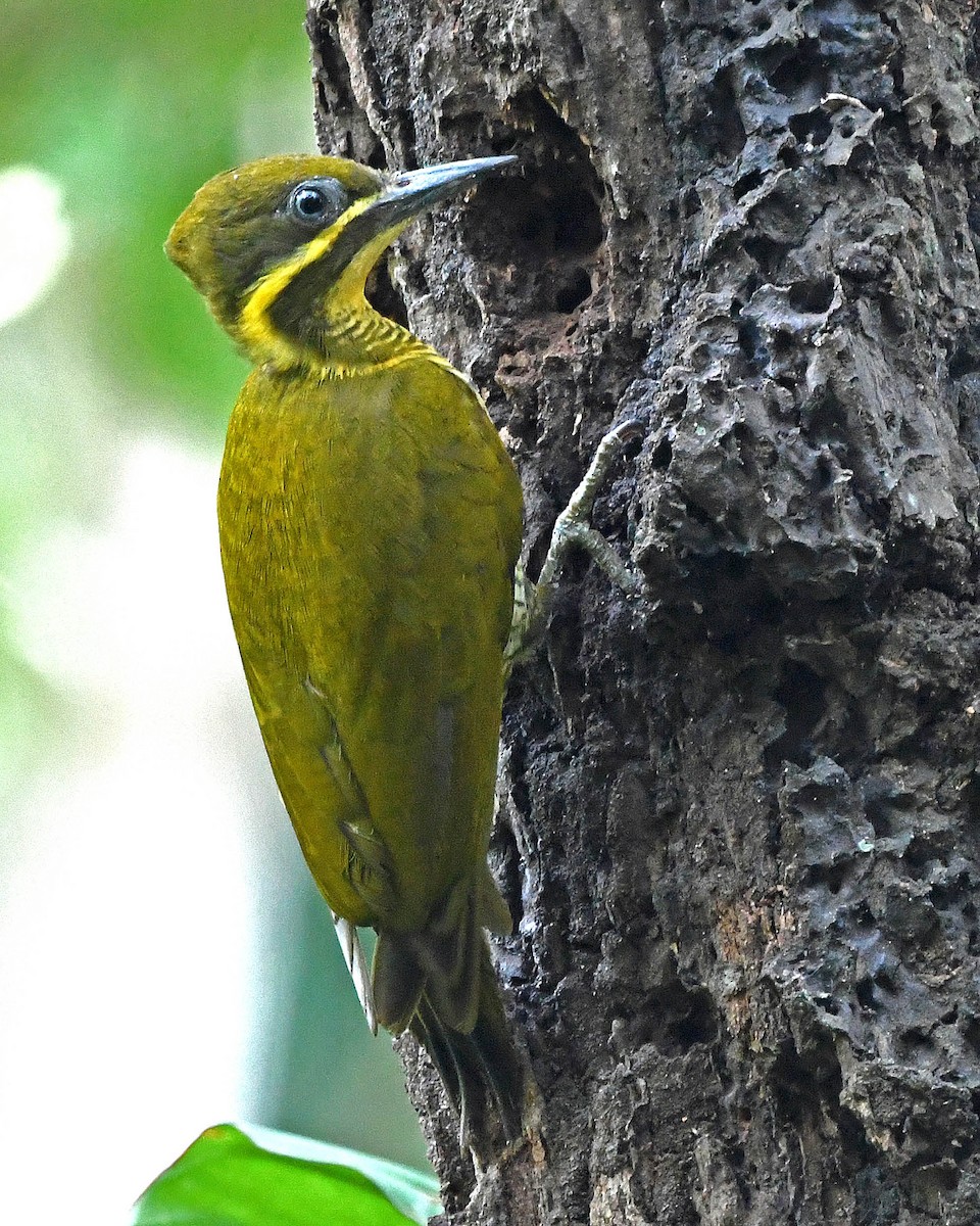 Golden-green Woodpecker - Tini & Jacob Wijpkema