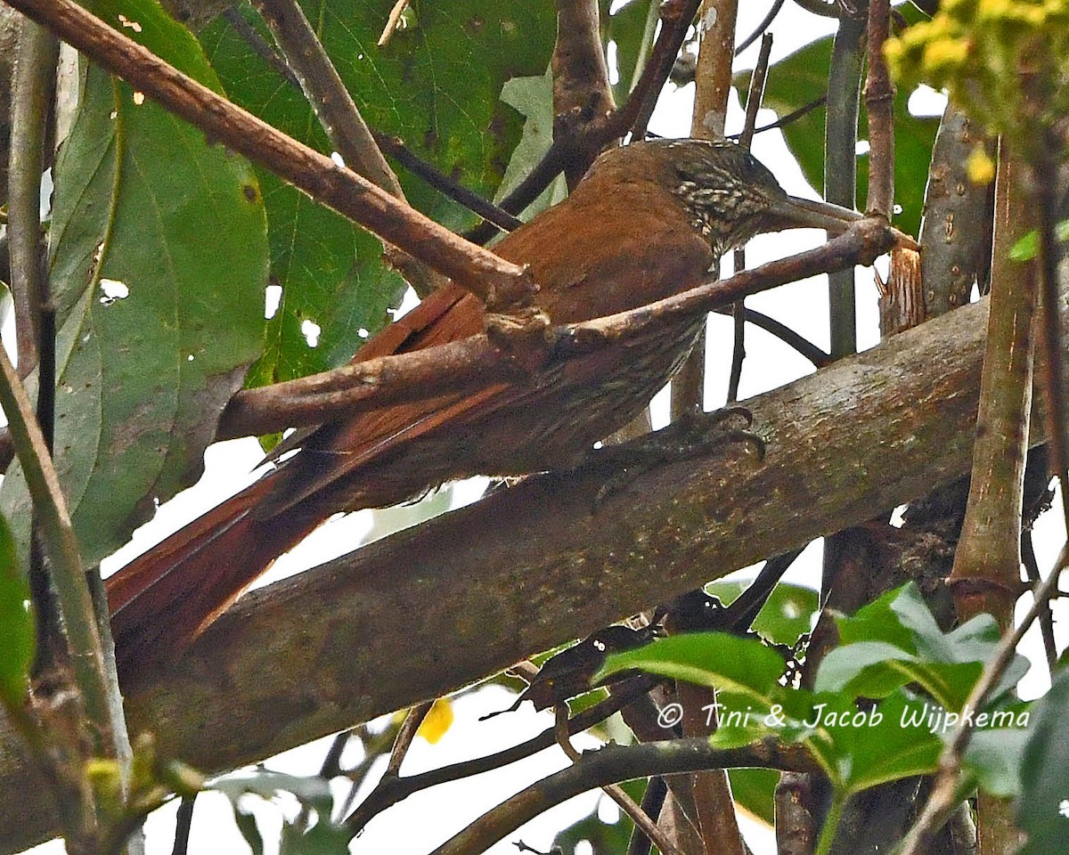 Inambari Woodcreeper - Tini & Jacob Wijpkema