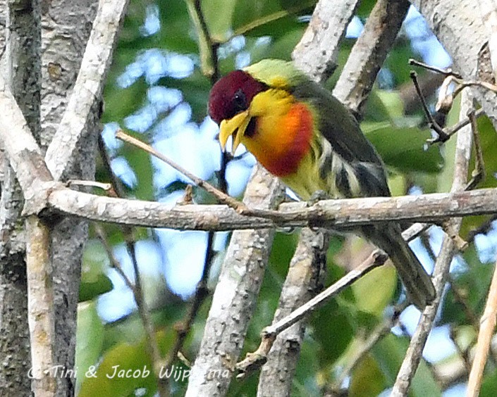 Lemon-throated Barbet (Flame-throated) - ML205797511