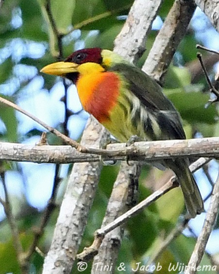 Lemon-throated Barbet (Flame-throated) - ML205797521