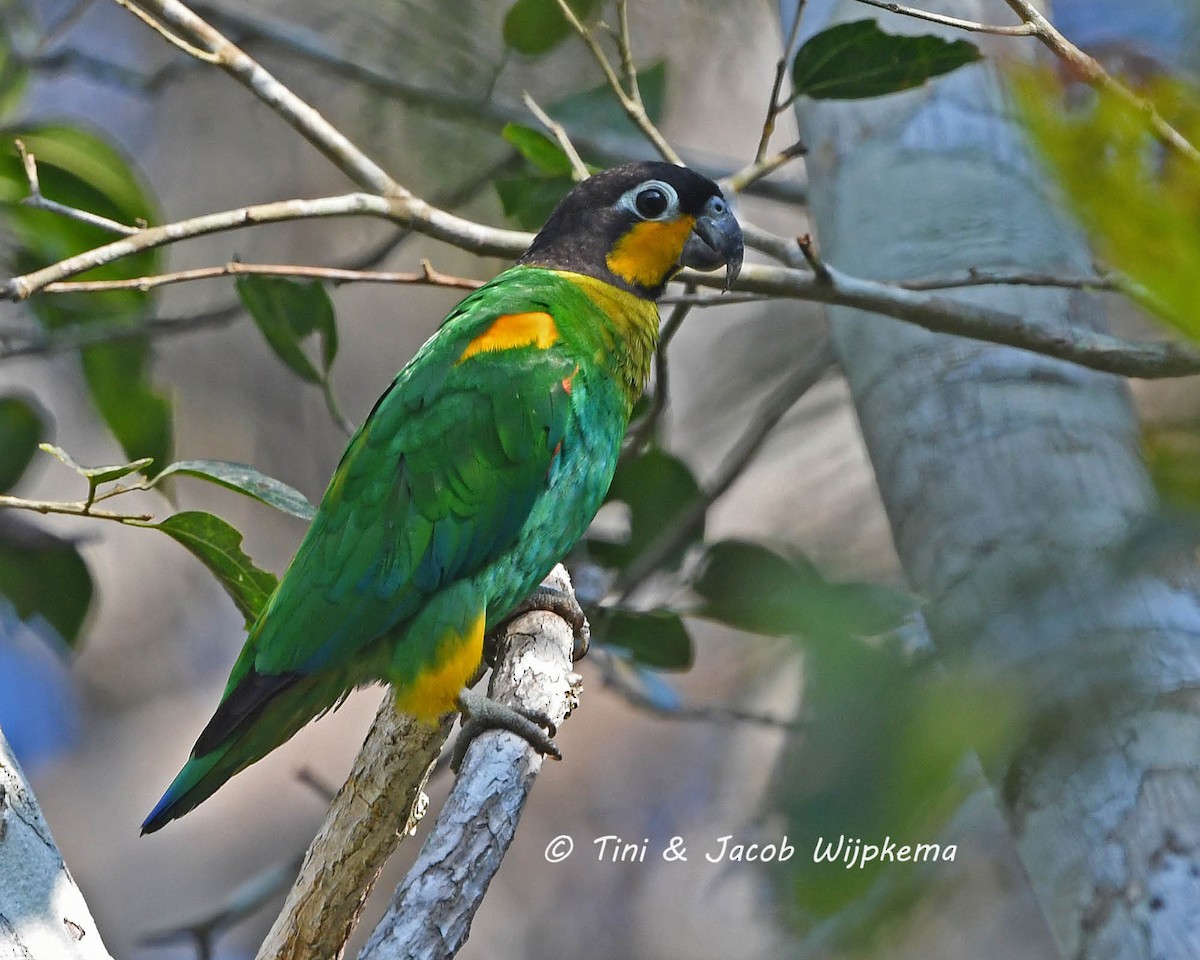 Orange-cheeked Parrot - Tini & Jacob Wijpkema