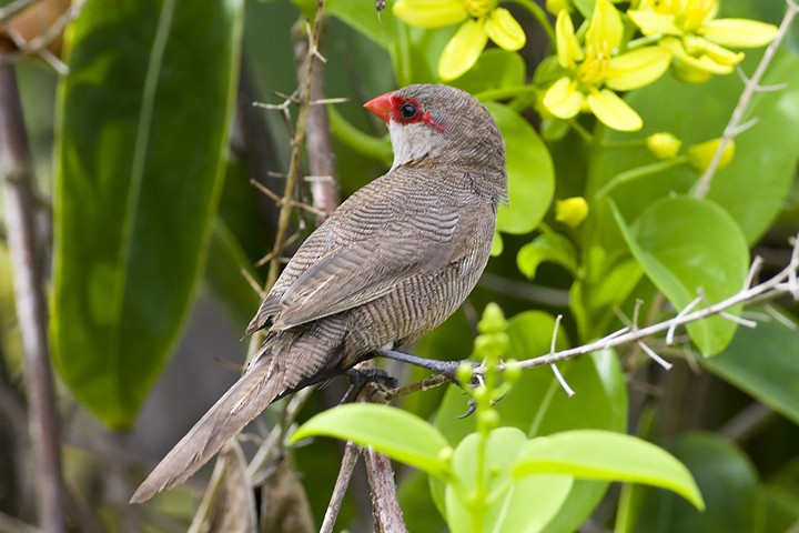 Common Waxbill - Zoltan Kovacs