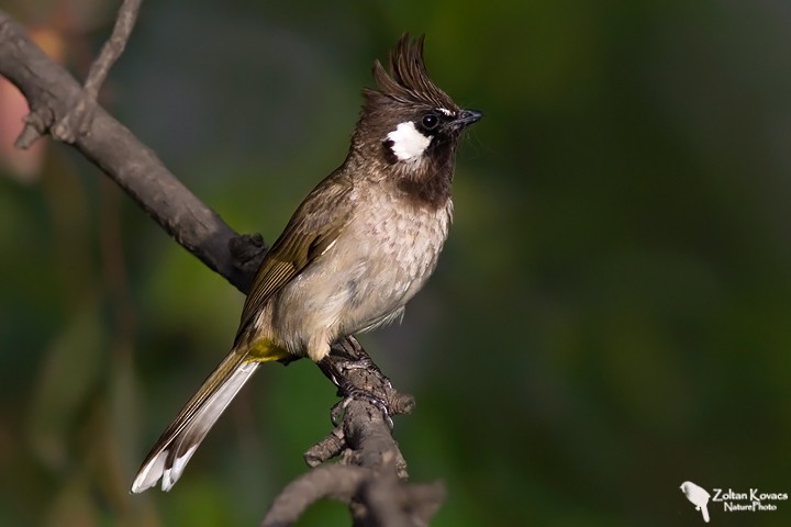 Bulbul à joues blanches - ML205797691