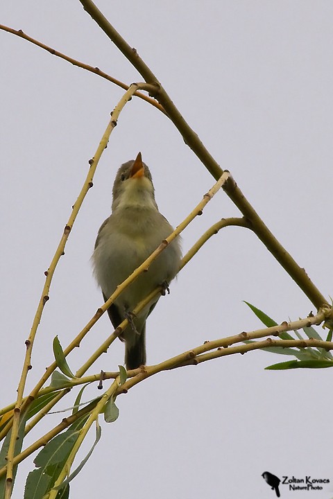 Marsh Warbler - Zoltan Kovacs