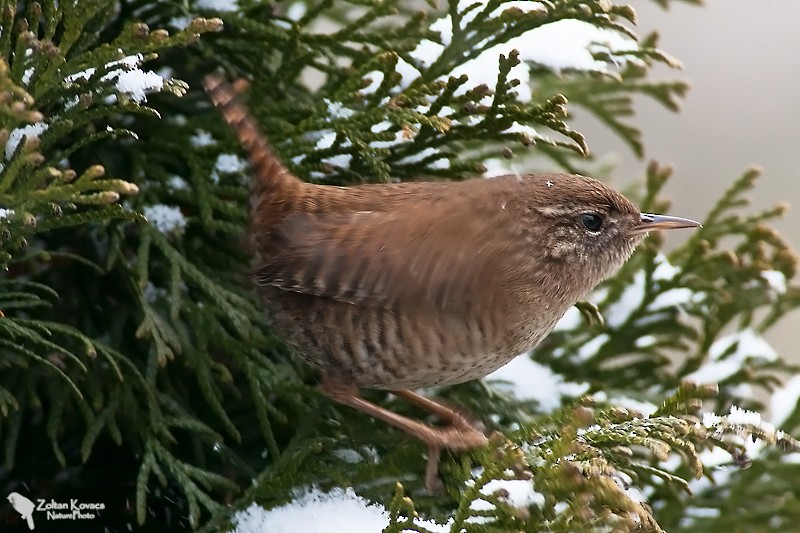 Eurasian Wren - Zoltan Kovacs