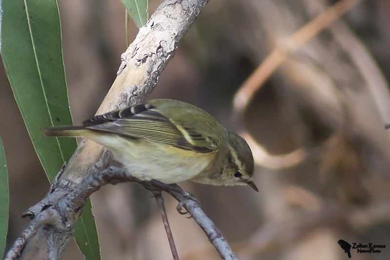 Mosquitero de Hume - ML205797991