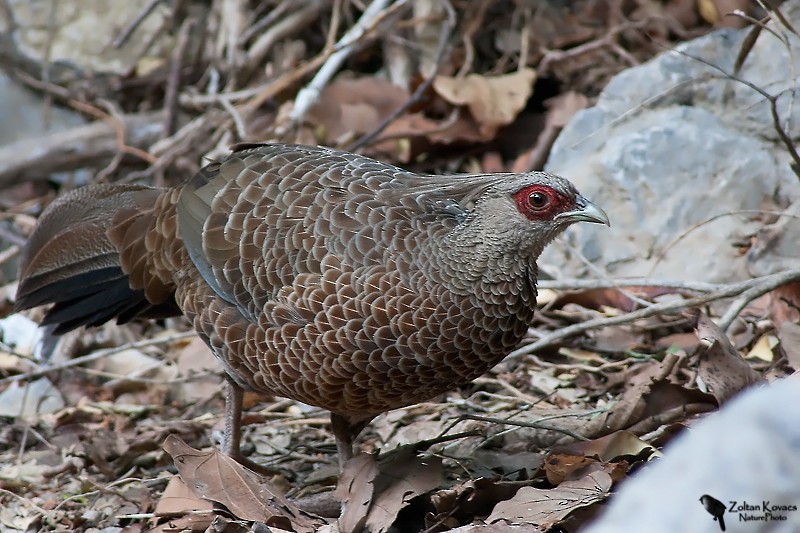 Kalij Pheasant - ML205798051