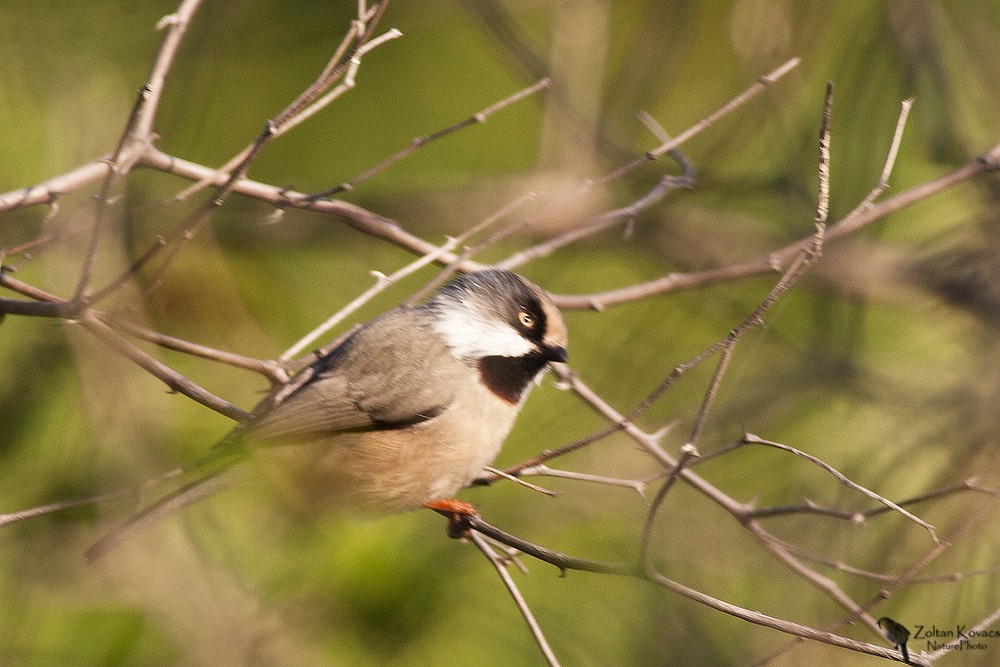 White-cheeked Tit - ML205798101