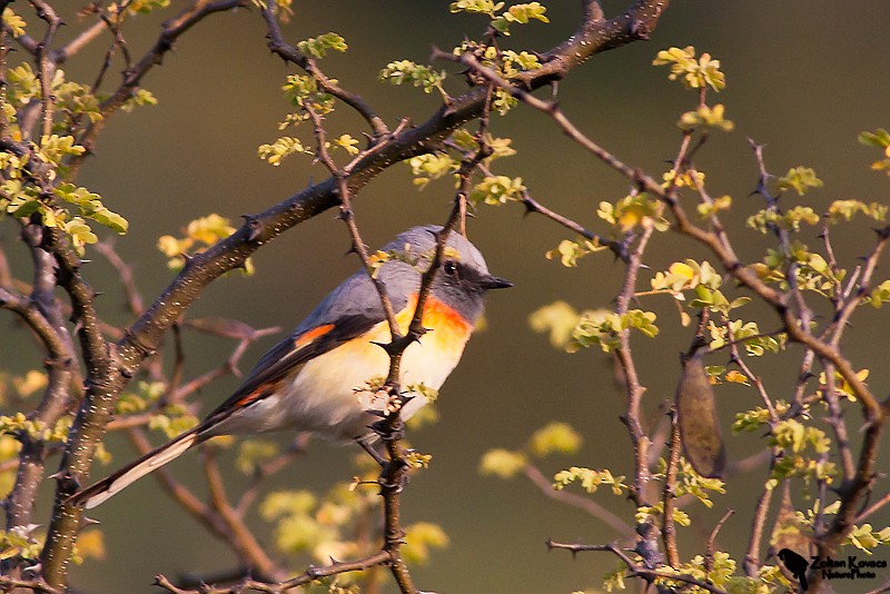 Small Minivet - ML205798181