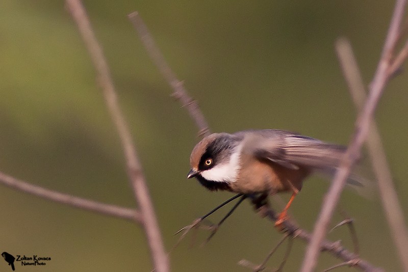 White-cheeked Tit - ML205798201