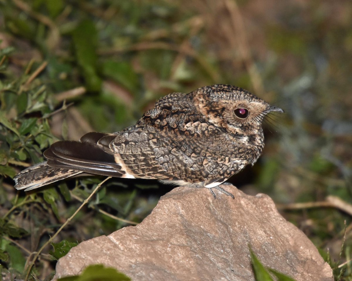 Band-winged Nightjar - ML205798931