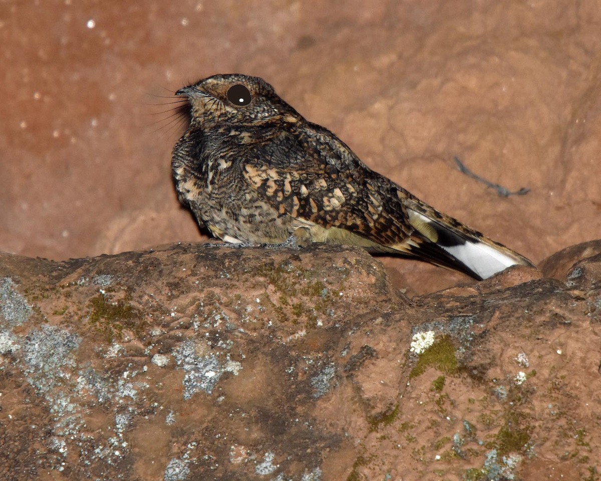 Band-winged Nightjar - ML205798941