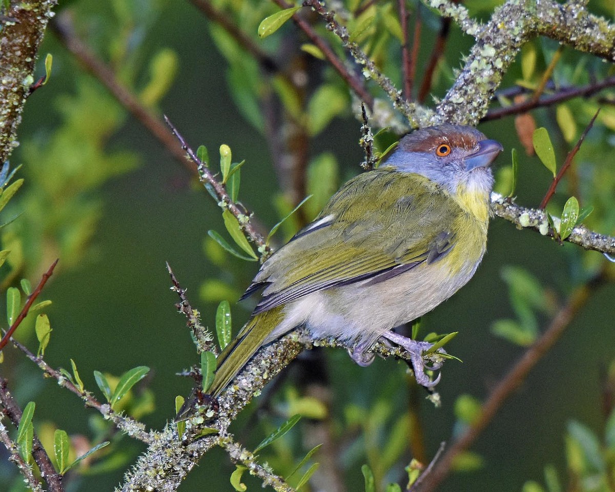 Rostbrauenvireo (viridis/cearensis) - ML205798981