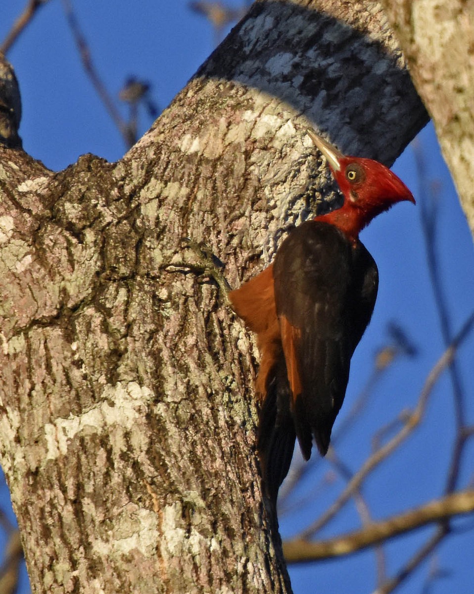 Red-necked Woodpecker - ML205799221