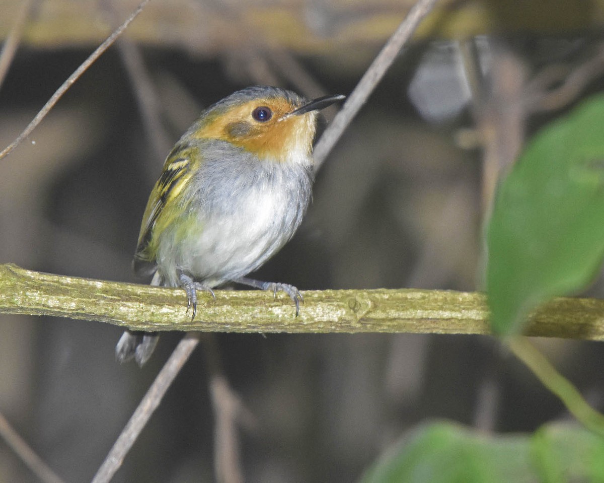 Ochre-faced Tody-Flycatcher - ML205799311