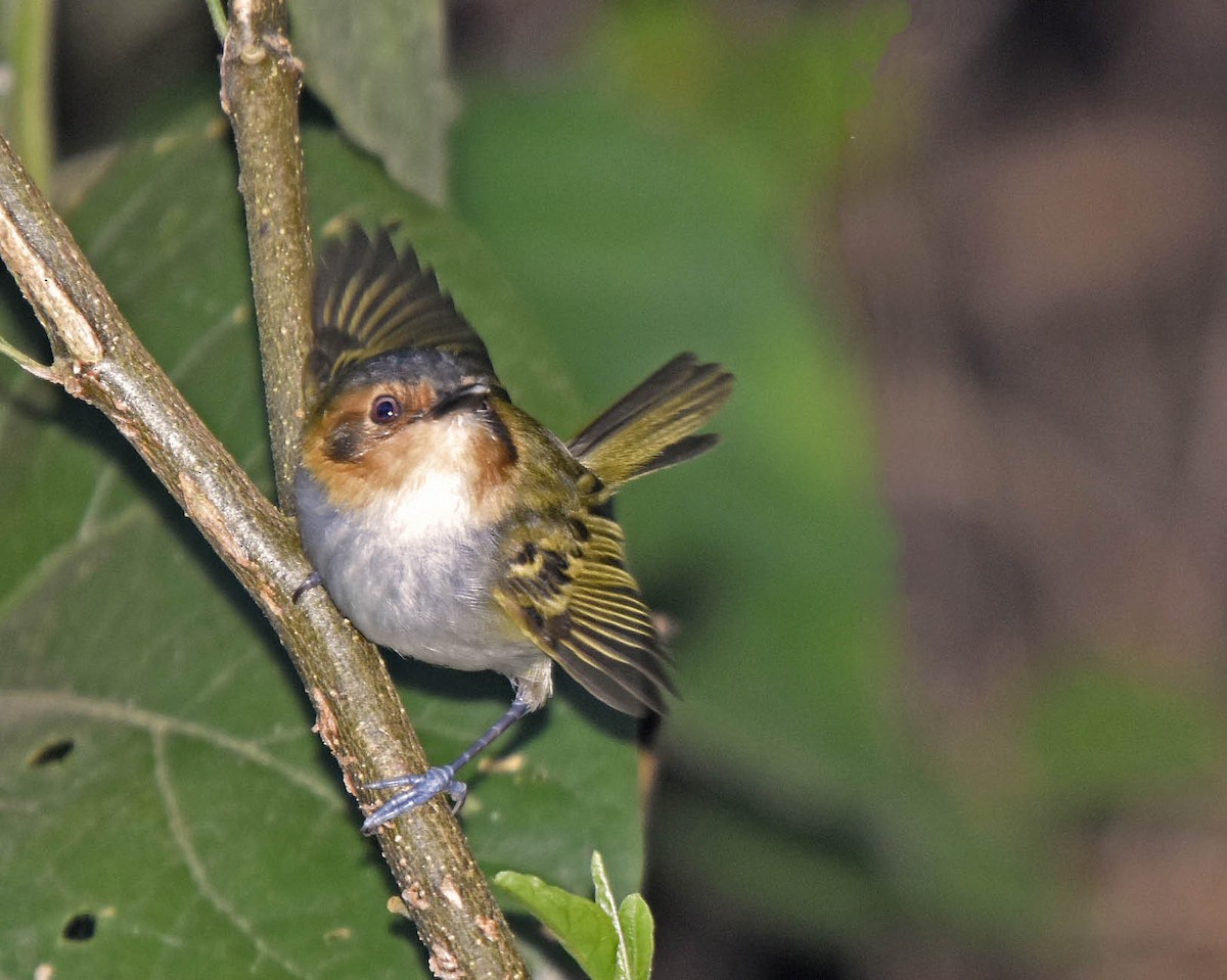 Ochre-faced Tody-Flycatcher - Tini & Jacob Wijpkema