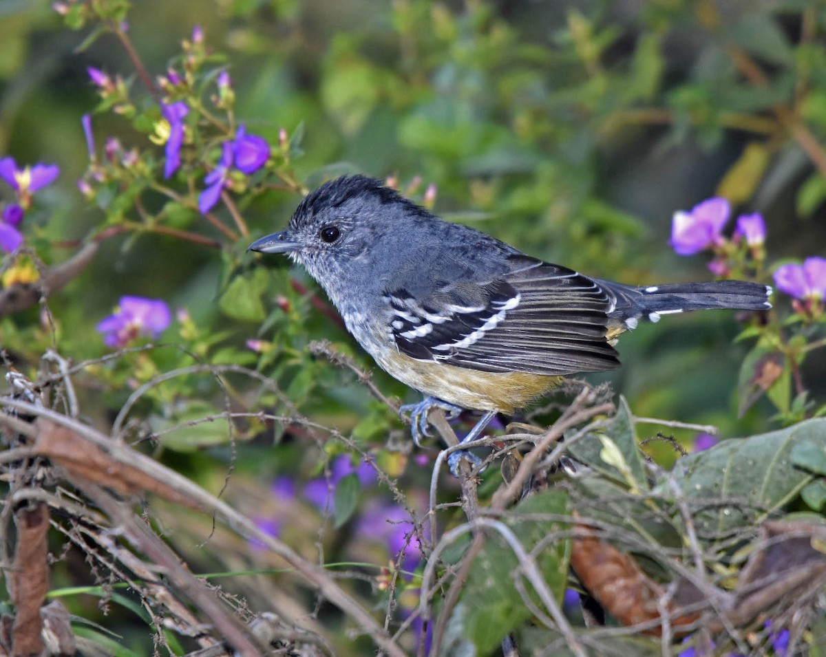 Variable Antshrike - Tini & Jacob Wijpkema