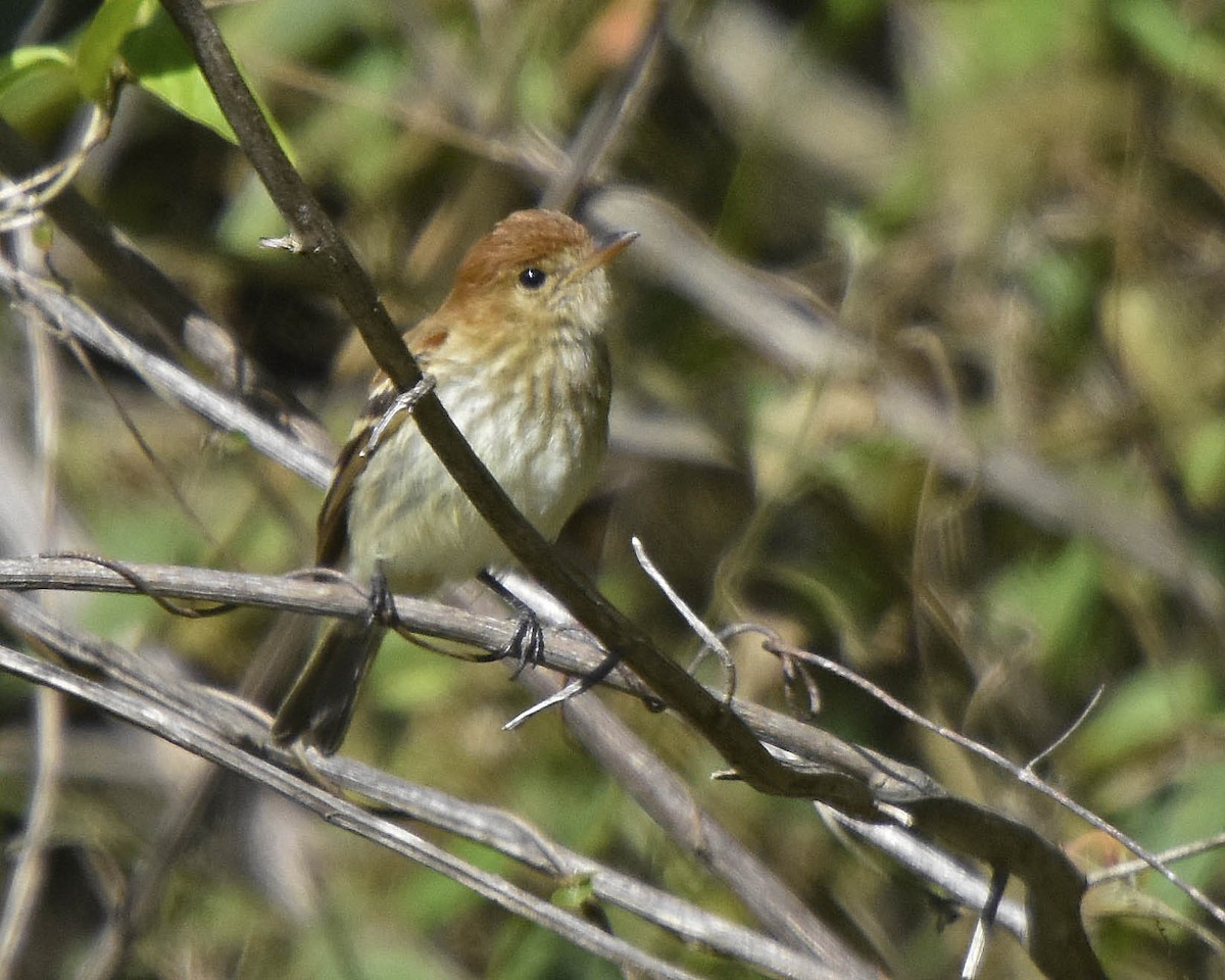 Bran-colored Flycatcher - ML205799391