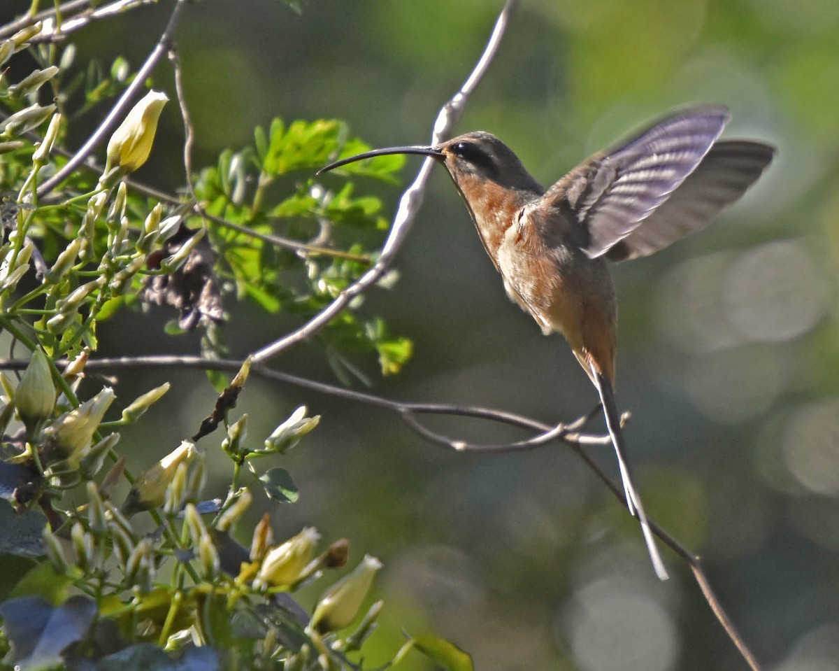 Great-billed Hermit (Amazonian) - ML205799401