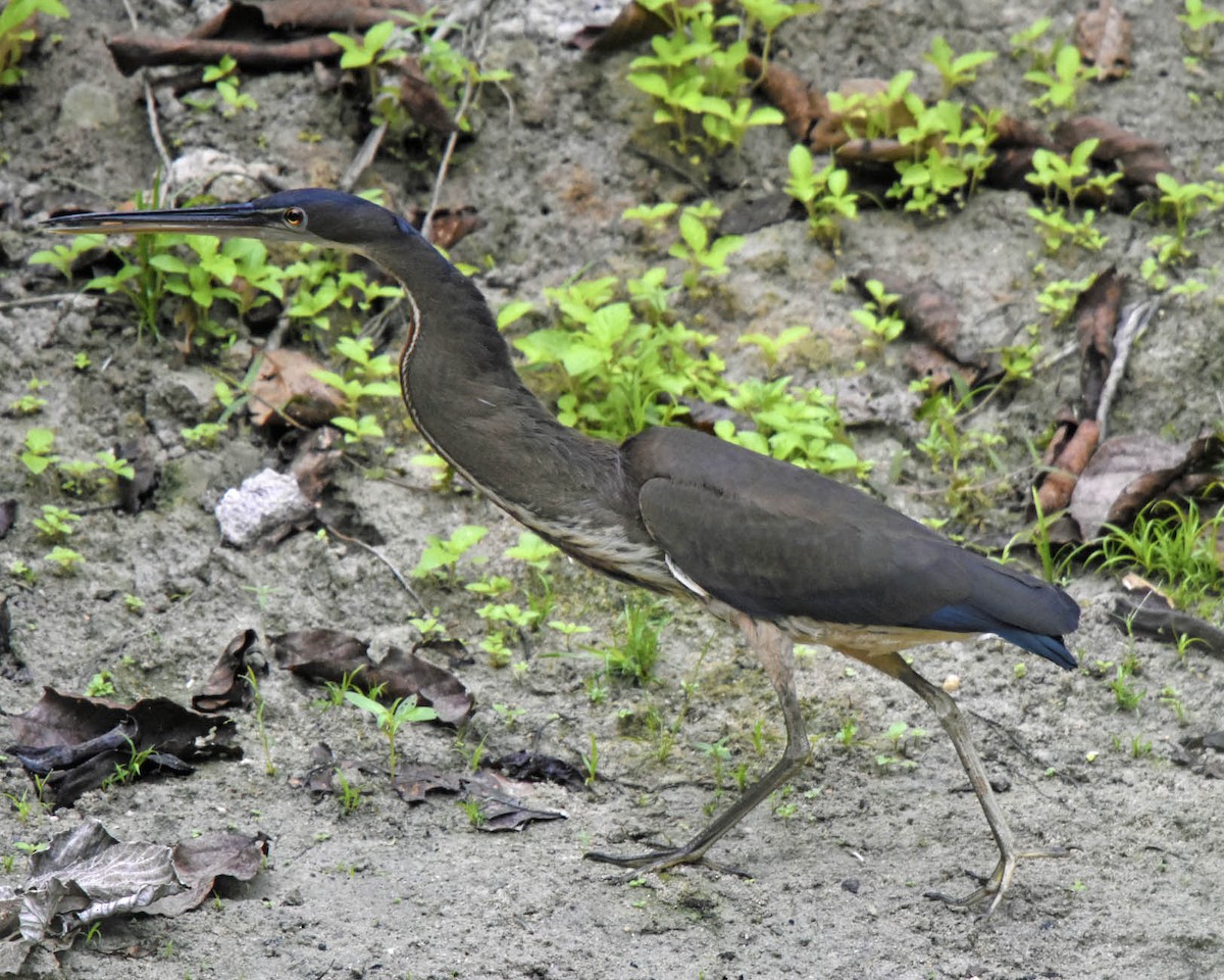 Agami Heron - ML205799461