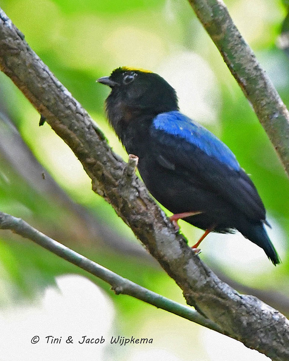 Blue-backed Manakin - ML205799531