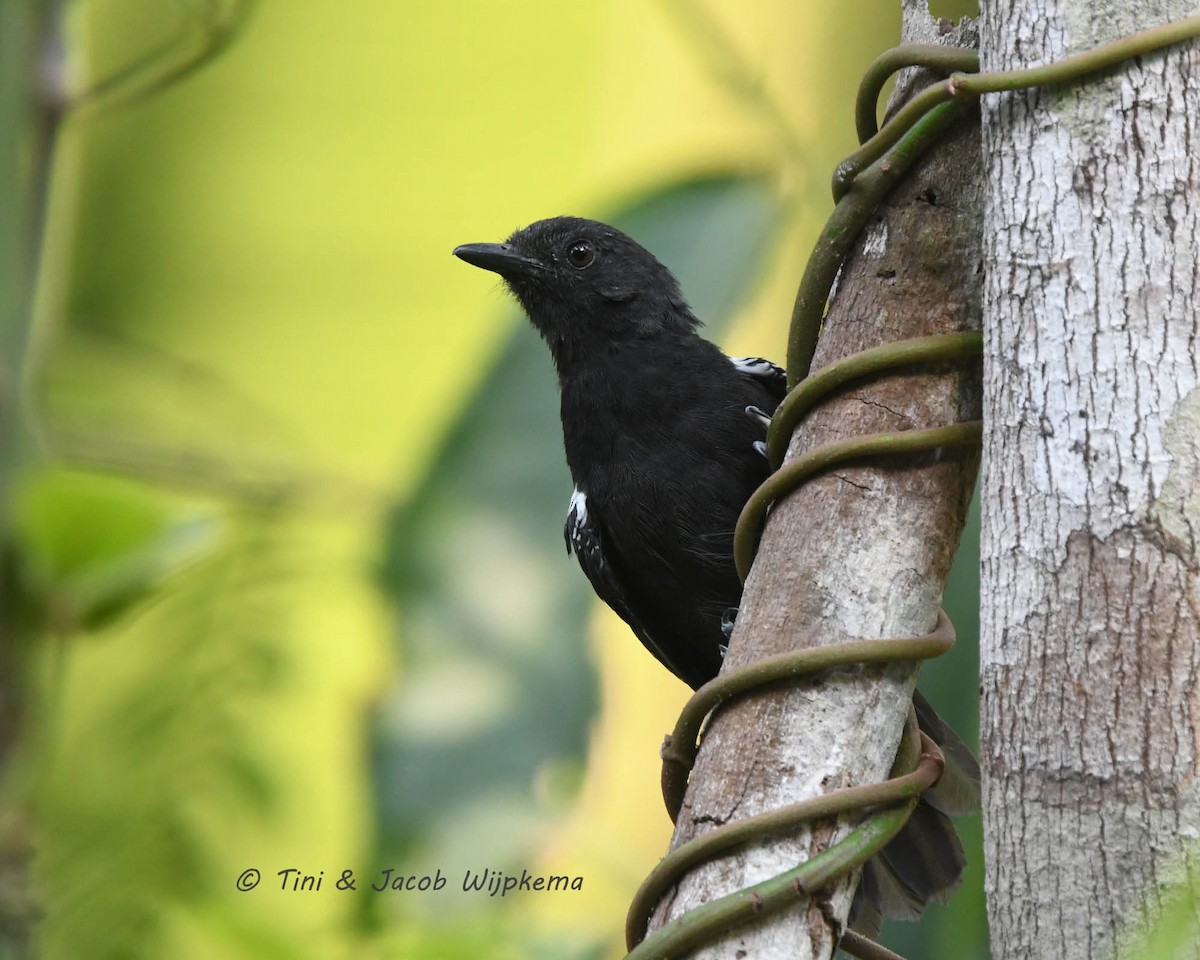 Black Antbird - ML205799551