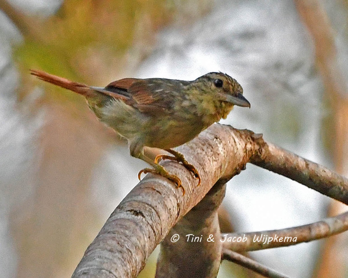 Chestnut-winged Hookbill - Tini & Jacob Wijpkema