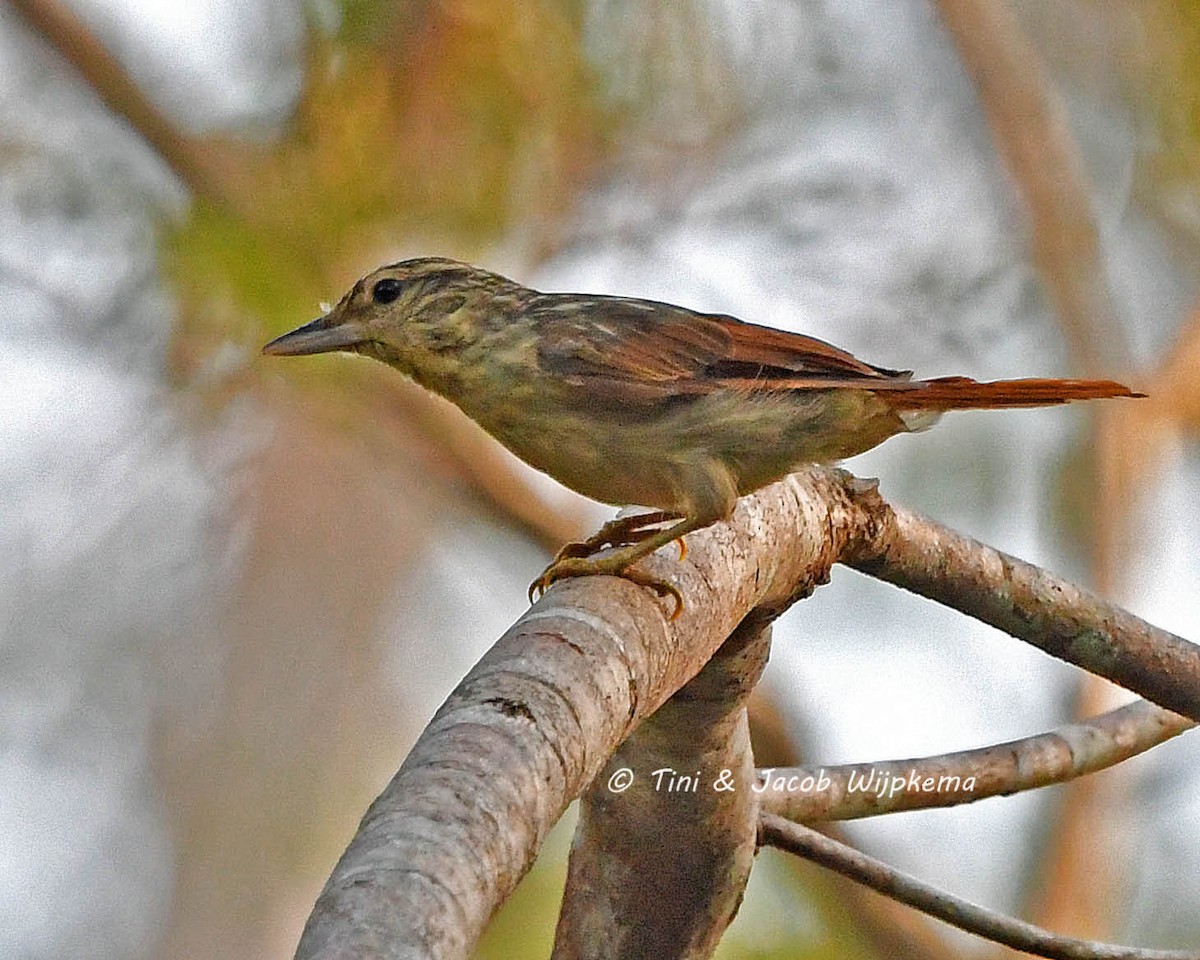 Chestnut-winged Hookbill - ML205799571