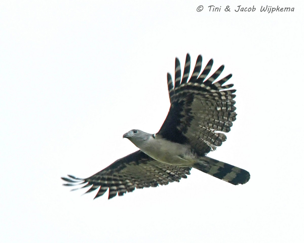 Gray-headed Kite - Tini & Jacob Wijpkema