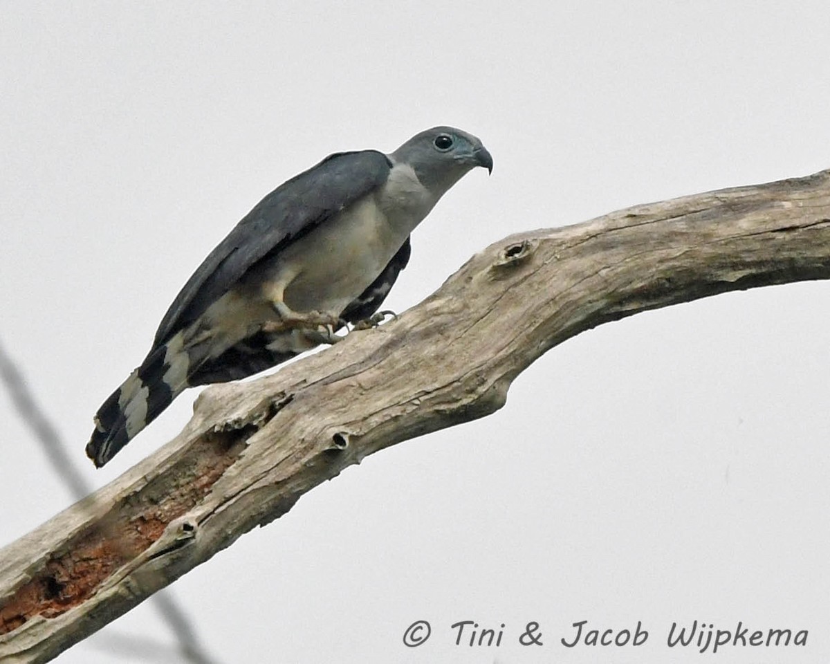 Gray-headed Kite - ML205799591