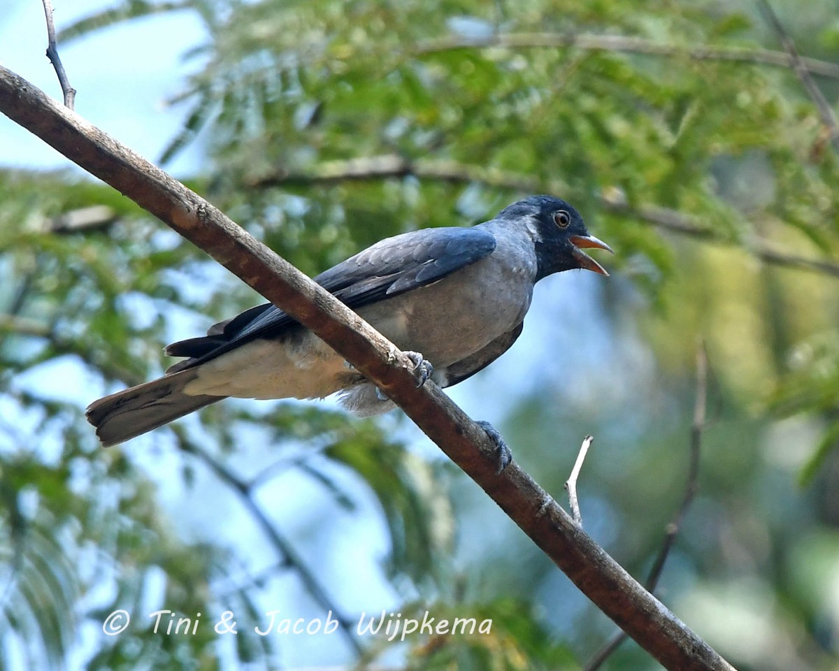 Cotinga Carinegro - ML205799641