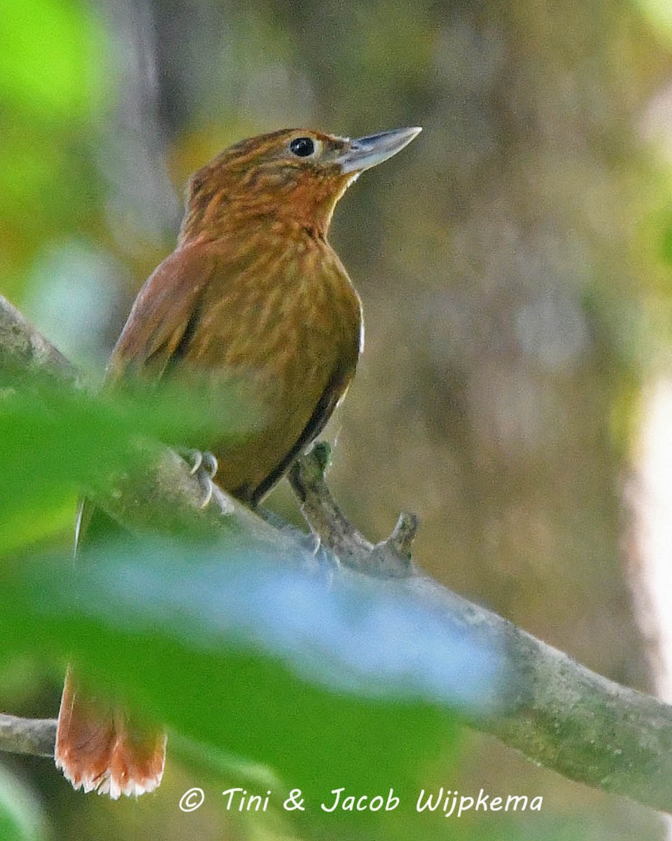 Bolivian Recurvebill - Tini & Jacob Wijpkema