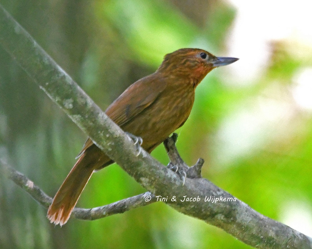 Bolivian Recurvebill - Tini & Jacob Wijpkema