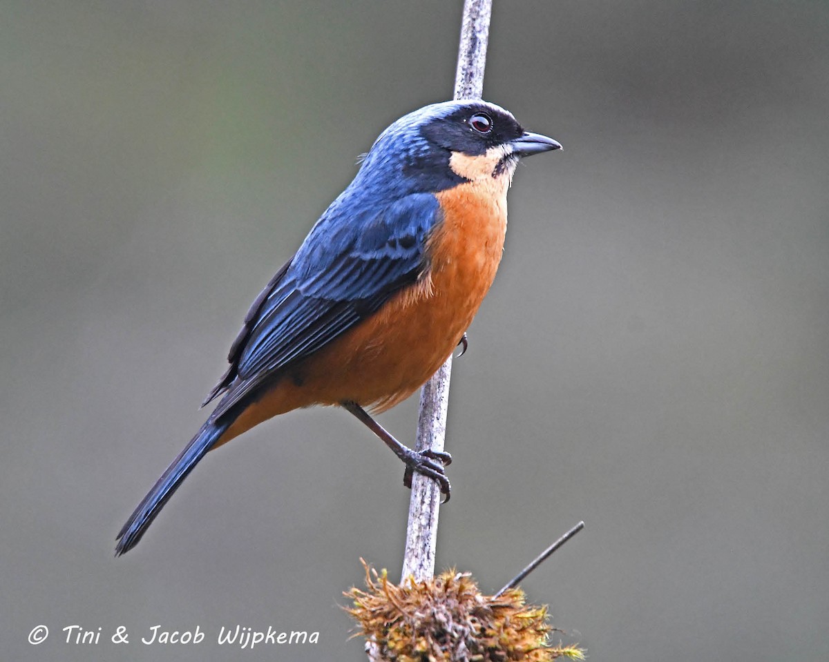 Chestnut-bellied Mountain Tanager - ML205799781